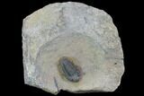 Cute, Metacanthina Trilobite - Lghaft, Morocco #86888-2